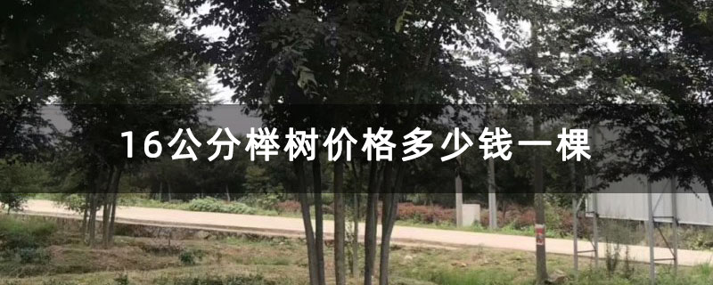 16公分榉树多少钱一棵