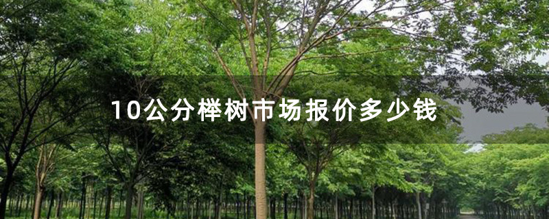 10公分榉树市场报价多少钱