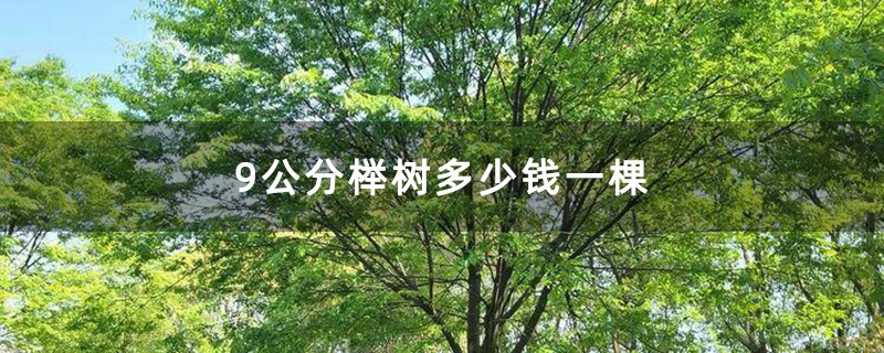 米径9公分的榉树