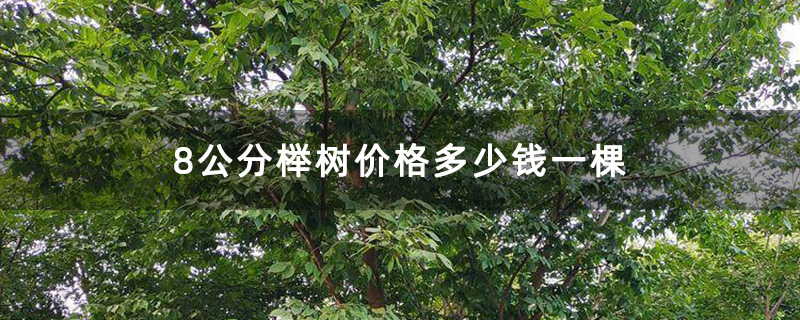 8公分榉树价格多少钱一棵