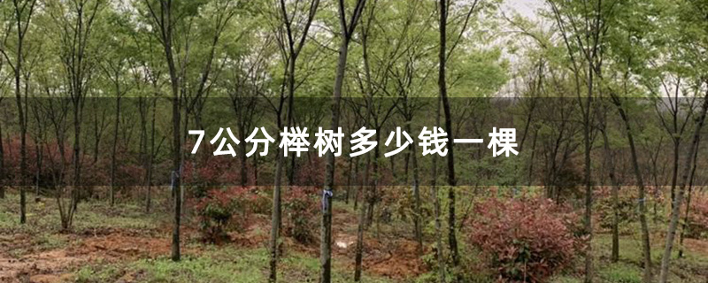 7公分榉树多少钱一棵