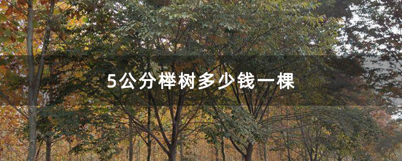 5公分榉树多少钱一棵