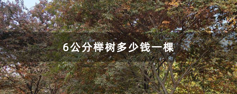6公分榉树多少钱一棵