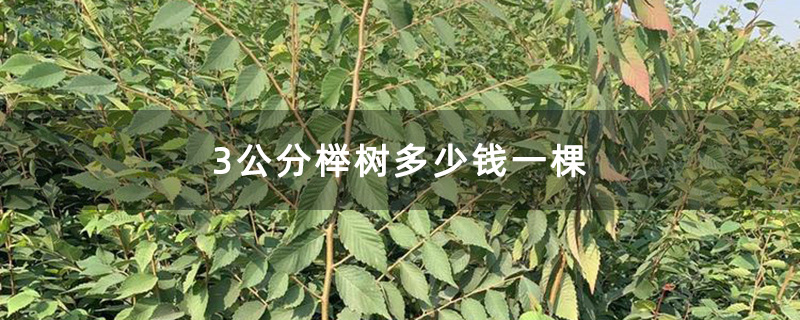 3公分榉树多少钱一棵