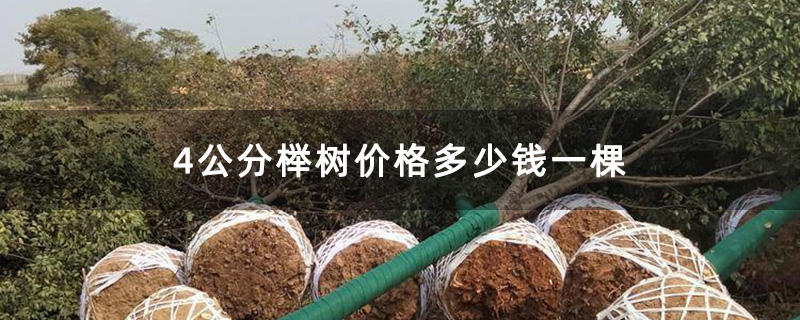 榉树移栽苗