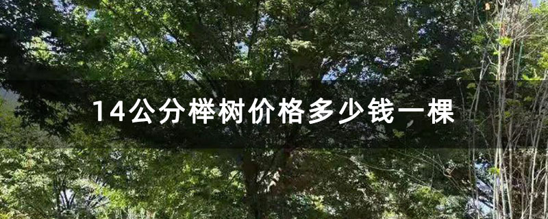 14公分榉树报价多少钱一棵