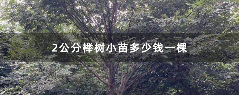 2公分榉树小苗多少钱一棵