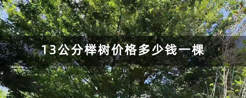 13公分榉树价格多少钱一棵