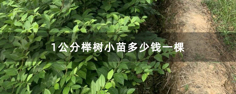 1公分榉树小苗多少钱一棵