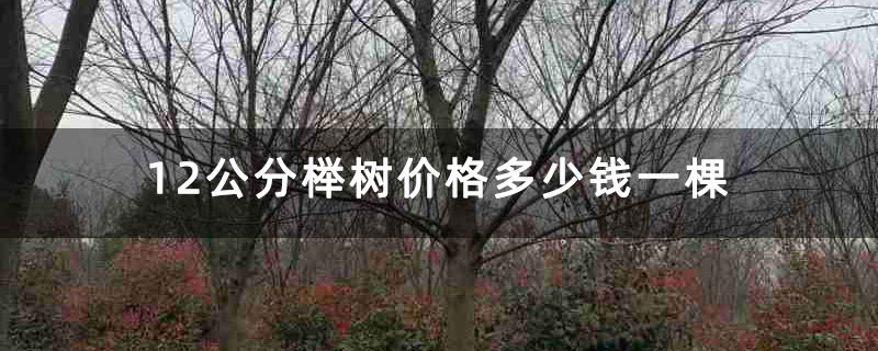 12公分榉树价格多少钱一棵