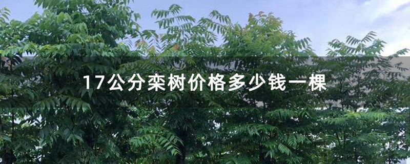 栾树容器苗