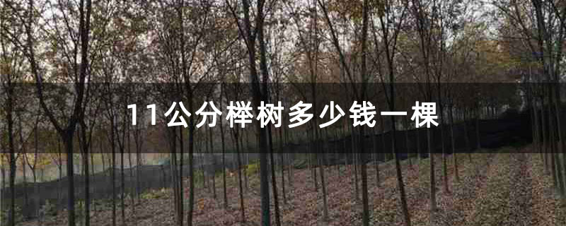 11公分榉树多少钱一棵