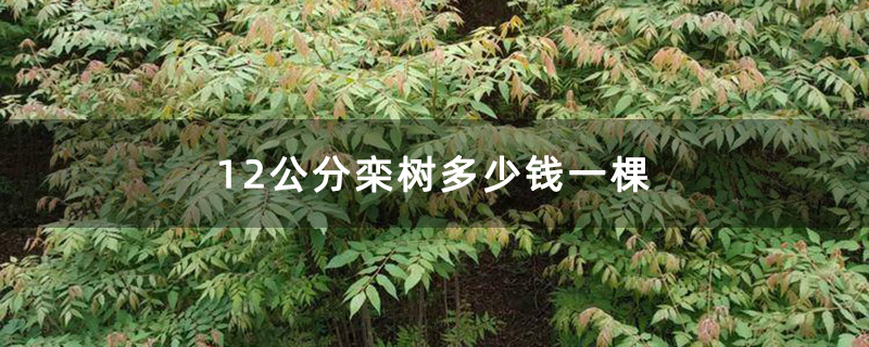 12公分栾树多少钱一棵