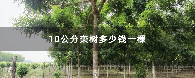 10公分栾树多少钱一棵