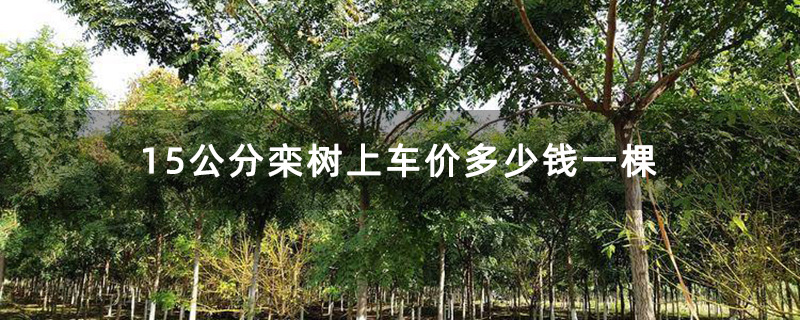 15公分栾树上车价多少钱一棵