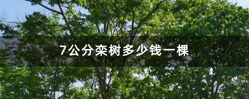7公分栾树多少钱一棵 7公分栾树多少钱一棵