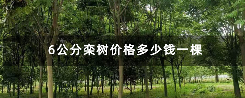 6公分栾树价格多少钱一棵
