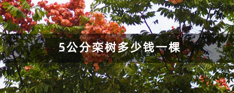 5公分栾树多少钱一棵