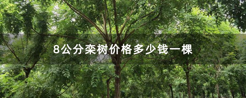8公分栾树价格多少钱一棵