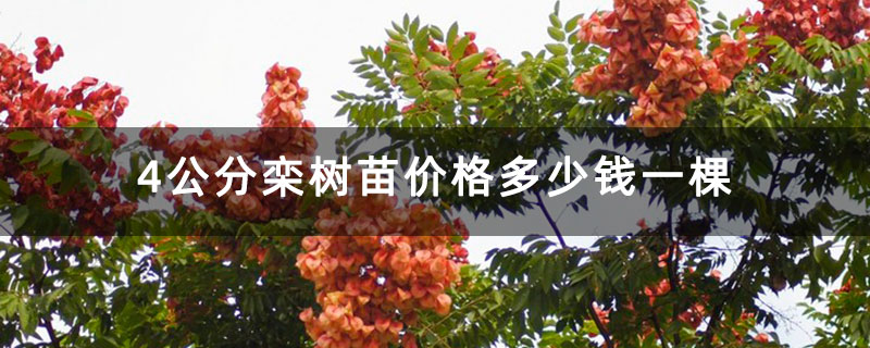 4公分栾树苗价格多少钱一棵