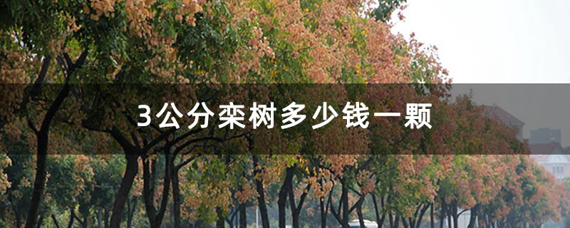3公分栾树多少钱一颗