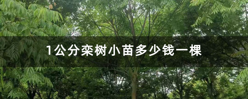 1公分栾树小苗多少钱一棵