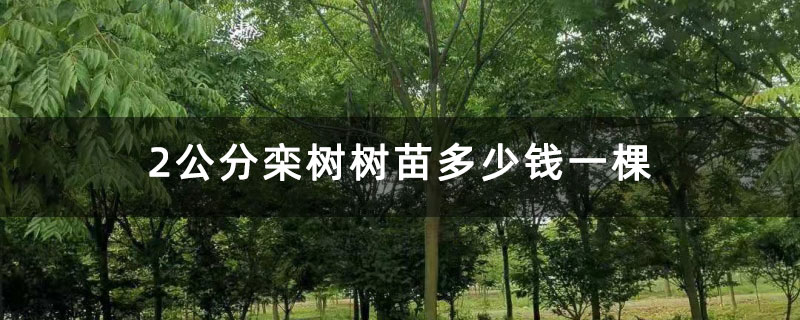 2公分栾树树苗多少钱一棵