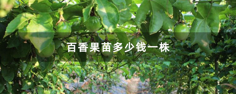 百香果苗多少钱一株