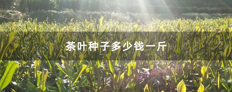 茶叶种子多少钱一斤