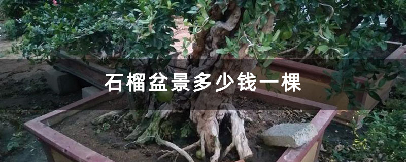 石榴盆景多少钱一棵