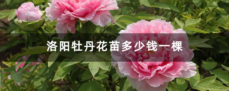 洛阳牡丹花苗多少钱一棵
