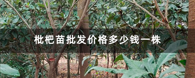 枇杷苗批发价格多少钱一株