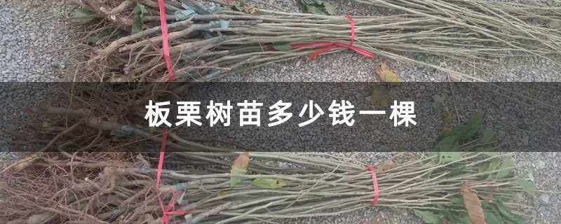 板栗树苗多少钱一棵