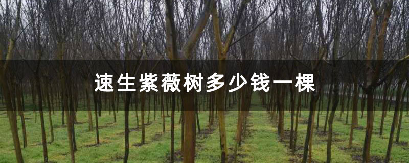 速生紫薇树多少钱一棵 速生紫薇树多少钱一棵