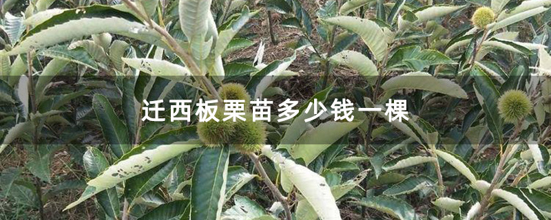 迁西板栗苗