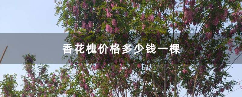 香花槐价格多少钱一棵