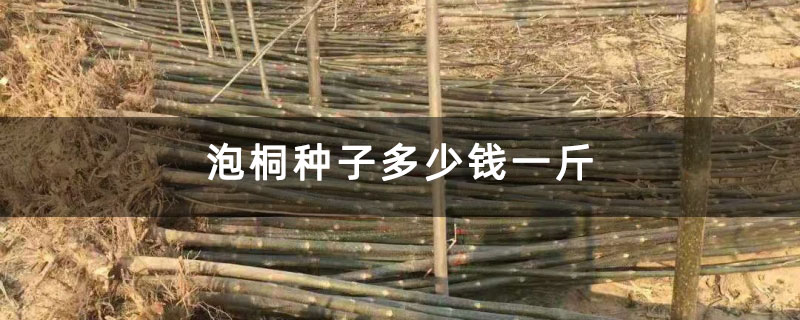 泡桐种子多少钱一斤 泡桐种子多少钱一斤