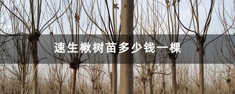速生楸树苗多少钱一棵