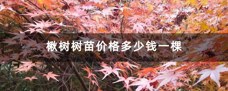楸树树苗价格多少钱一棵