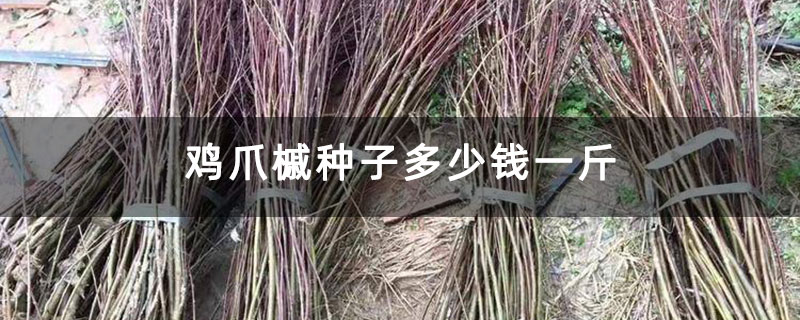 鸡爪槭种子多少钱一斤