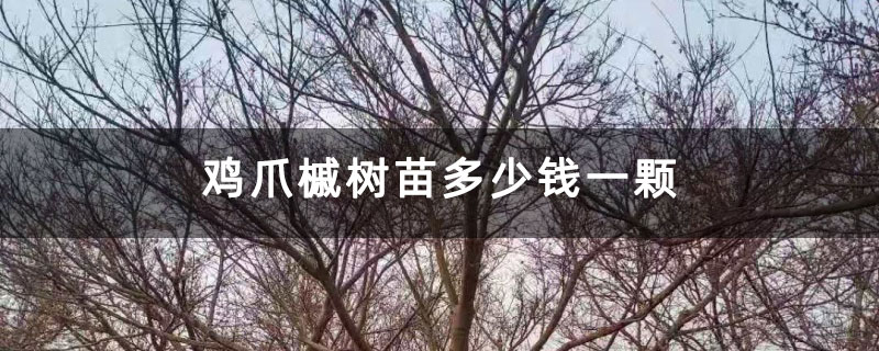 鸡爪槭树苗多少钱一颗 鸡爪槭树苗多少钱一颗