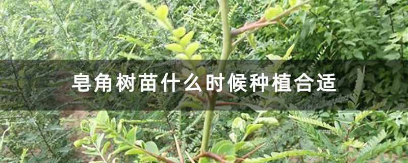 皂角树苗什么时候种植合适 皂角树苗什么时候种植合适