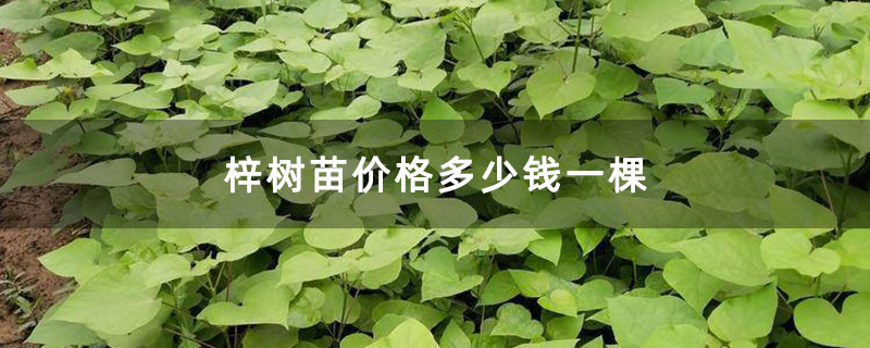 梓树苗价格多少钱一棵