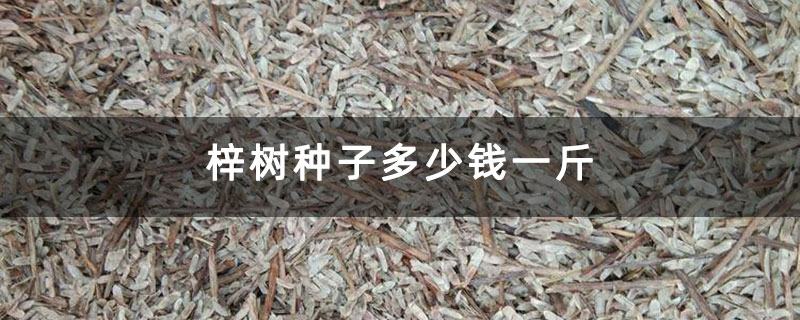 梓树种子多少钱一斤