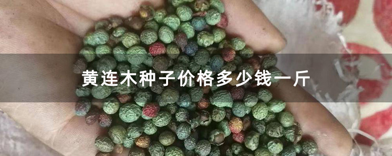 黄连木种子价格多少钱一斤