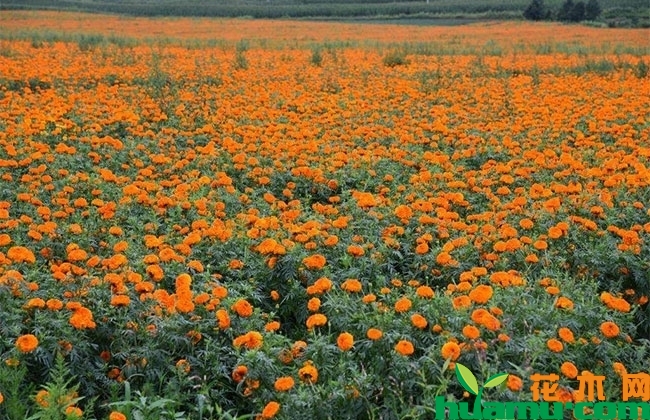 万寿菊花苗价格 2019年最新万寿菊价格多少?