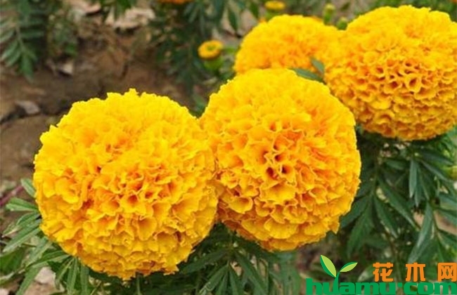 万寿菊