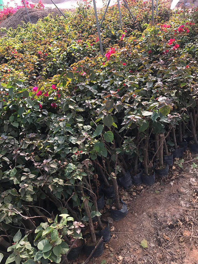 重瓣大红三角梅价格多少钱一棵?室外可以种植重瓣红三角梅吗?