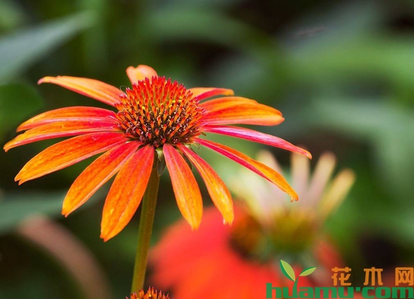 松果菊种子多少钱一斤？种植松果菊怎么施肥？