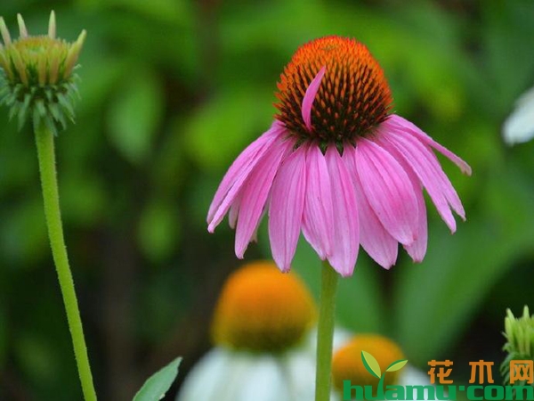 松果菊